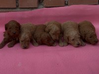 MUHTEŞEM GÜZELLİKTE SAFKAN TOY POODLE YAVRULAR