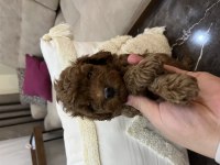 Evimde baktığım toy poodle yavrularım