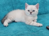 Güzel british shorthair bebeklerim