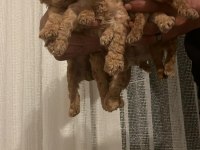 Orjinal Toy poodle ev doğumlu bebeklerimiz
