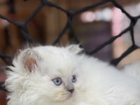British Longhair güzelliği