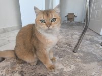 SAFKAN BRİTİSH LONGHAİR YAVRULARIM