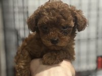 Tea Cup Poodle Yavrular 