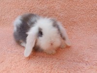 Hollanda teddy lop tavşan yavruları