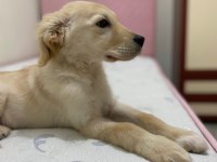 3 aylık golden retriever