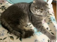 1 yaşında ki oğlumuza yuva arıyoruz scottish fold