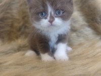 Show kalite british shorthair yavrular ailelerini arıyor
