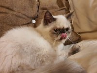 Safkan Exotic Shorthair Blue Point Dişi Kedimiz