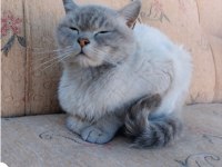 Blue point british shorthair