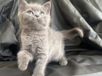 50 günlük dişi british shorthair