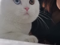 Giresun içi scottish fold 3 yaş dişi