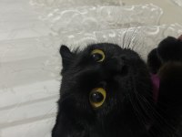 Scottish Fold 9 Aylık Dişi