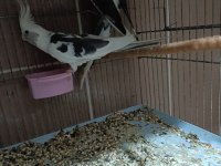 Wf sultan papağanı takım