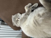 British shorthair yavru kedimiz