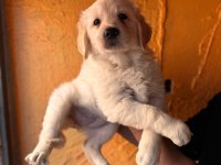 Mükemmel kalitede golden retriever bebekler için acele edin