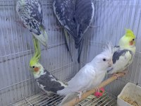 Sultan papağanları sarı beyaz gri
