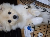 4 Aylık Yavru Pomeranian