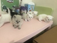 Altı adet yavru kedi bir adet anne kedimiz