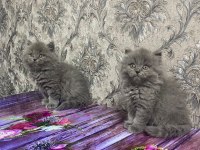 2 Aylık British Shorthair Erkek Dişi Yavrular