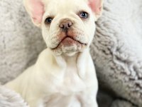 French bulldog platinum lilac