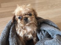 Pekinez köpeği