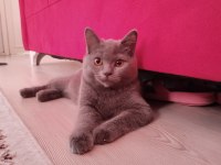 2.5 aylık ve 3.5 aylık british shorthair