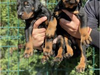 Irk garantili doberman yavrular