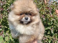 Sağlık Ve Irk Garantili Pomeranian Yavrularımız 