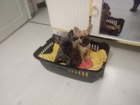 70 günlük dişi french bulldog yavrular