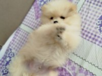 Orijinal Pomeranian Boo Yavruları