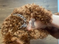 Birbirinden güzel red brown toy poodle yavruları