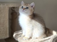Safkan son 2 yavru kedimiz