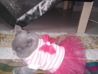 Förbi ev arıyor british shorthair