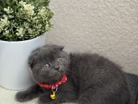 Scottish Fold Duman Rengi