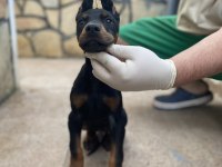 Europa Doberman Bebekler