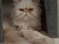 Dişi kedi arıyoruz