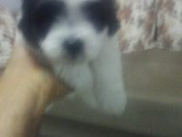 Bugüne özel maltese terrier