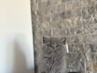 Brıtısh Shorthair Blue Yavrularım