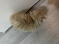 Yeni sütten kesilmiş british longhair yavrular