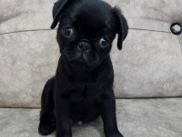 Aşılı Eğitimli Hamburger Surat Pug