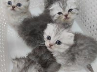 Harika scottish fold yavrular