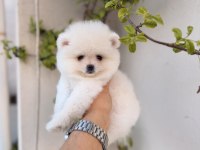 Teddy beyaz pomeranian boo