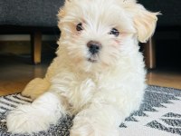 2,5 Aylık Dişi Maltese