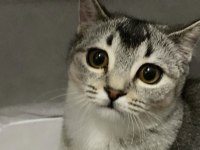 British shorthair dişi 7 aylık