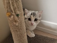 SCOTTISH FOLD DİŞİ KEDİMİZ