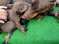 Estetikli Doberman Yavrular