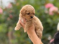 AŞILI ÇİŞ EĞİTİMLİ MALTİPOO BEBEKLER 