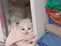 Dünyanın en sakin tatlı sevgi dolu kedisi ragdoll