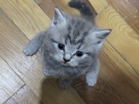 British shorthair kediler