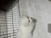 Pomeranian boo köpeğimiz